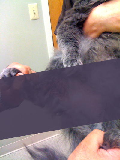 Gracie_Wound_sm copy.jpg