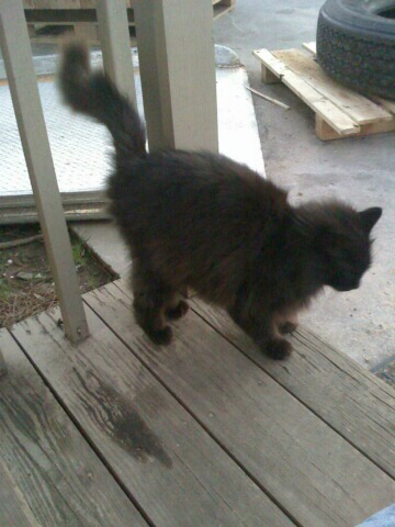Gray Kitty.jpg