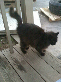 Gray Kitty_sm.jpg