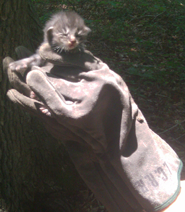 Gray Tabby in Glove.jpg