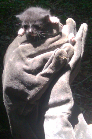 Gray and White in Gloves.jpg