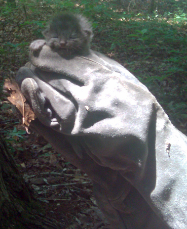 Grey Baby in Glove.jpg