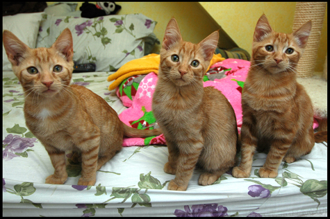 Growing UP Orange.jpg