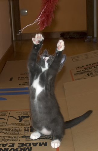 Hail Feather Toy.jpg