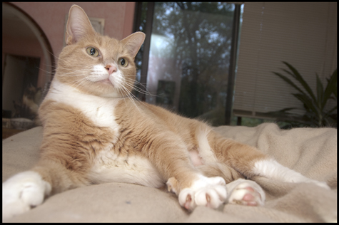Happy on the Bed.jpg