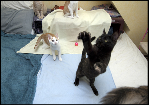 Headless cat watch on in horror.jpg