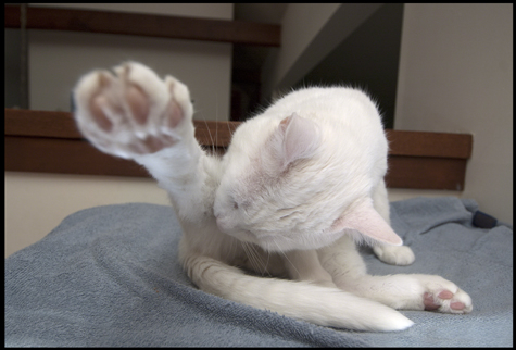 Heres Paw in Your Eye.jpg