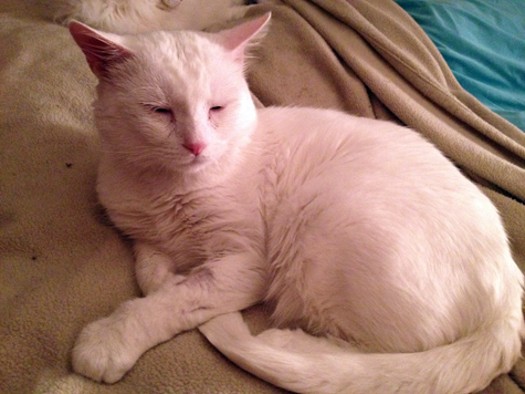 Home from the Vet.jpg