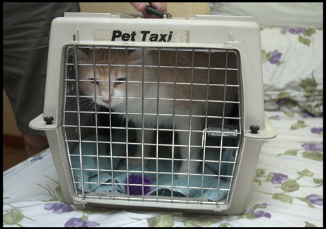 Homeward Bound.jpg