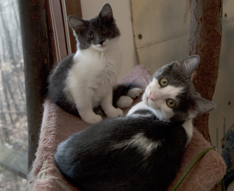 Honey and Bandit copy.jpg