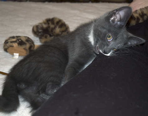 I Bitez Your Legz.jpg