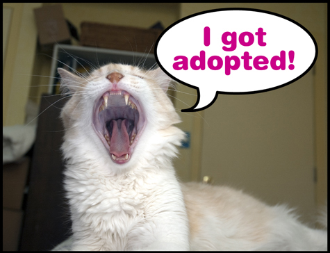 I got Adopted 2011 R.Olson.jpg