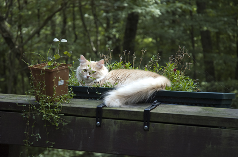 I satted in yer flowerz_sm.jpg