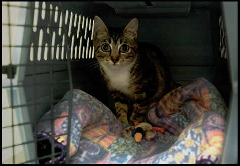 In Cat Carrier at Vet copy.jpg