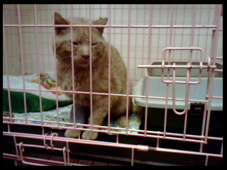 In Pink Cage.jpg