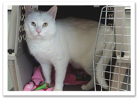 In the cat Carrier R.Olson .jpg