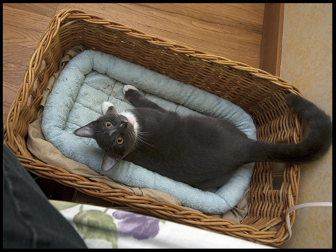 Jack in the basket.jpg