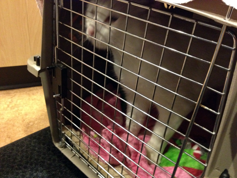 Jackson at Vet.jpg
