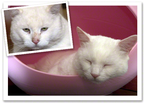 Jackson before rescue and after.jpg