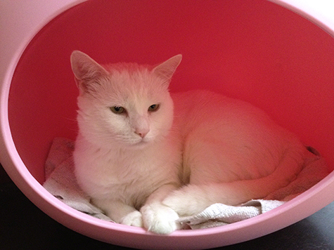 Jackson in the Egg 10.28.jpg