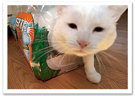 Jackson in the Poland Spring R Olson.jpg