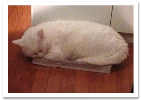 Jackson in the tray copy.jpg