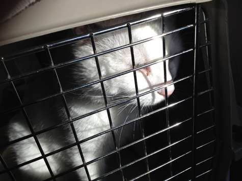 Jackson on way to vet.jpg