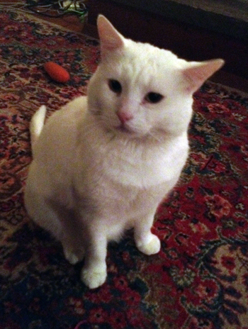 Jackson perturbed.jpg