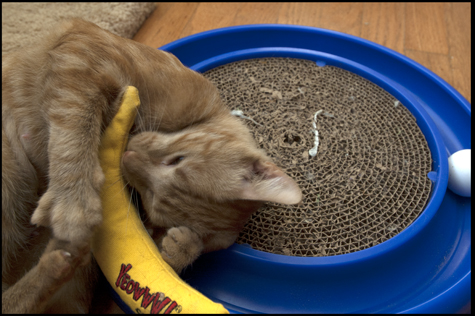 Jake and Banana.jpg