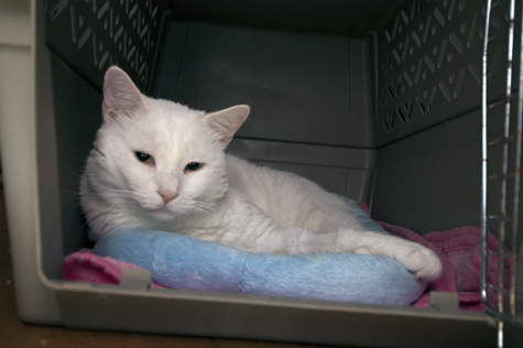Jax in Cat Carrier.jpg