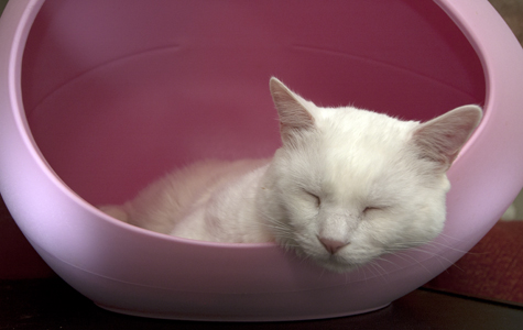 Jax in the Egg alt.jpg