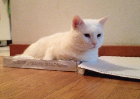 Jax in the box.jpg