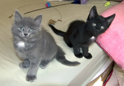 Jelly and Elmo.jpg