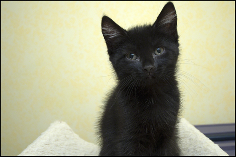 Kitten Beauty.jpg