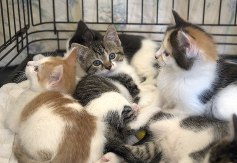 Kitten Pile_475.jpg
