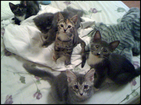 Kitten arrival.jpg