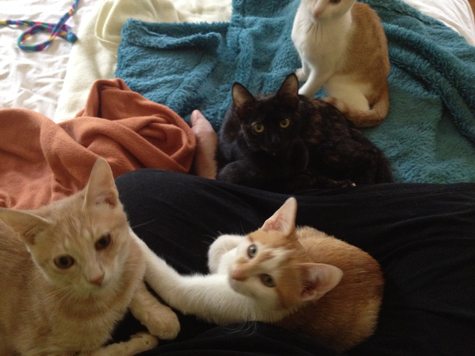 Kittens and Jammies.jpg