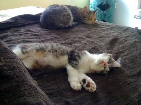 Konked out Polly.jpg