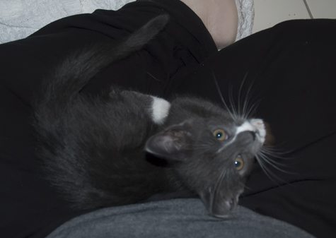 Lap Cat copy.jpg