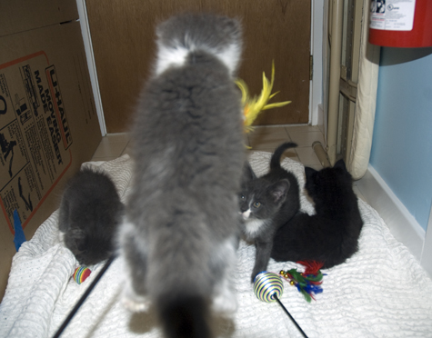 Levitating Cat Attack.jpg