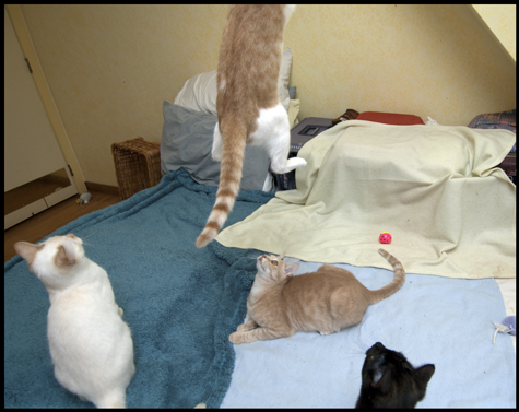 Levitating Cat.jpg