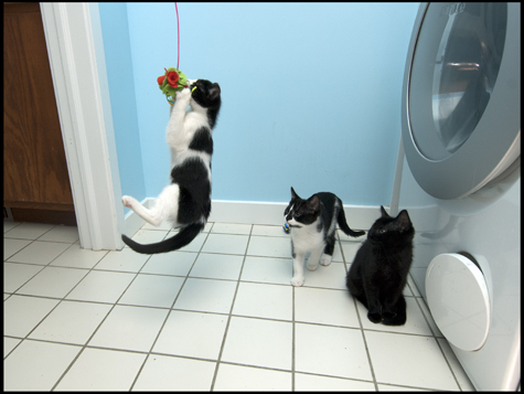 Levitating Kitten.jpg