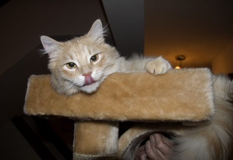 Lickin Chops.jpg