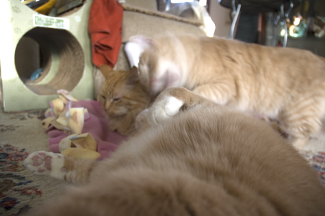Licking Bob.jpg