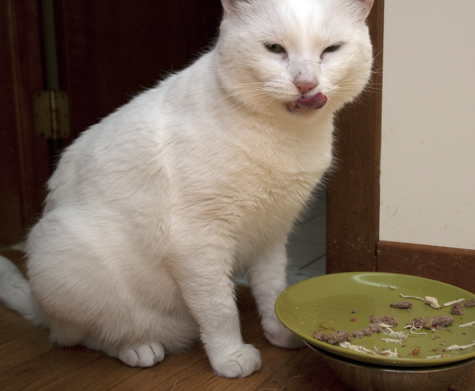 Licking Chops.jpg