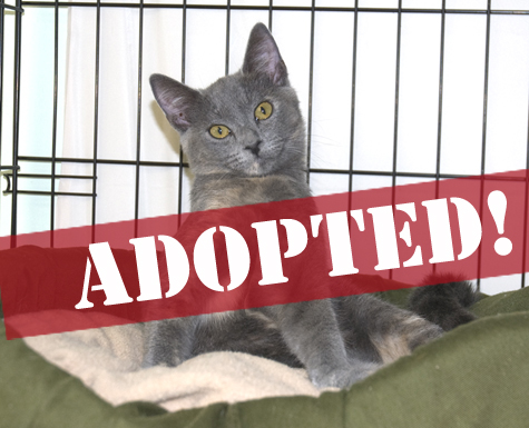 Little M_adopted copy.jpg