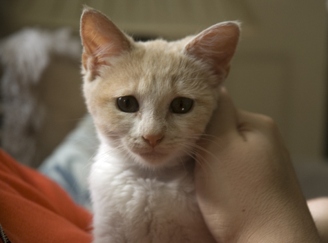 Little Princess.jpg