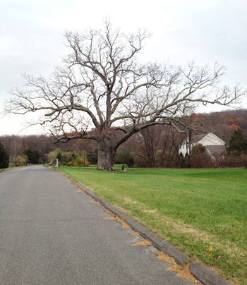 Lone Oak copy.jpg