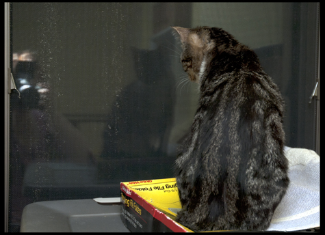 Looking Out copy.jpg