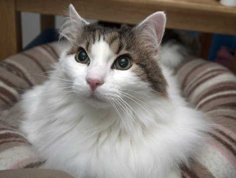 Lovely Spencer looking up.jpg